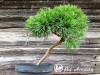 Pušis kalninė subsp. mugo (formuota) (lot. Pinus mugo ) 